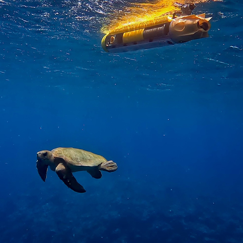 Seeker And Turtle